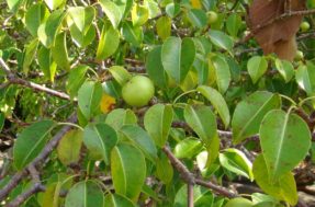 Nem toque! Conheça a planta mais letal do planeta e entenda por que até a chuva vira risco