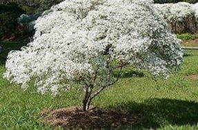 Não subestime a neve-da-montanha: 4 truques para deixar seu jardim parecendo capa de revista