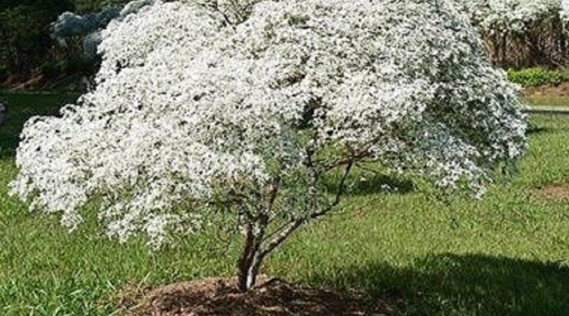 Não subestime a neve-da-montanha: 4 truques para deixar seu jardim parecendo capa de revista