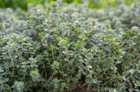 A erva aromática aliada da saúde cardiovascular que você pode cultivar sem esforço em casa